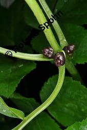 Knllchentragende Zahnwurz, Zwiebel-Zahnwurz, Dentaria bulbifera, Cardamine bulbifera, Dentaria bulbifera, Cardamine bulbifera, Knllchentragende Zahnwurz, Zwiebel-Zahnwurz, Brassicaceae, mit Bulbillen Kauf von 02853_dentaria_bulbifera_dsc_8874.jpg