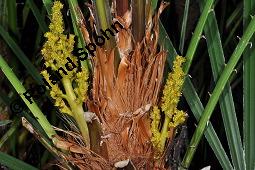 Zwergpalme, Chamaerops humilis, Chamaerops humilis, Zwergpalme, Palmae, Blühend Kauf von 02861_chamaerops_humilis_dsc_8404.jpg