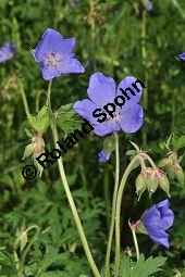 Wiesen-Storchschnabel, Geranium pratense, Geraniaceae, Geranium pratense, Wiesen-Storchschnabel, Blühend Kauf von 02868_geranium_pratense_dsc_3739.jpg