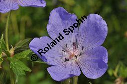 Wiesen-Storchschnabel, Geranium pratense, Geraniaceae, Geranium pratense, Wiesen-Storchschnabel, Blühend Kauf von 02868_geranium_pratense_dsc_3740.jpg