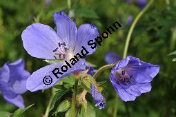 Wiesen-Storchschnabel, Geranium pratense, Geraniaceae, Geranium pratense, Wiesen-Storchschnabel, Blhend Kauf von 02868_geranium_pratense_dsc_3741.jpg