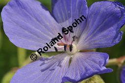 Wiesen-Storchschnabel, Geranium pratense, Geraniaceae, Geranium pratense, Wiesen-Storchschnabel, Blhend Kauf von 02868_geranium_pratense_dsc_3743.jpg