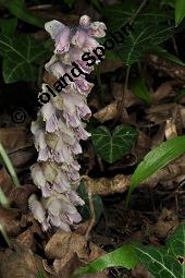 Gewöhnliche Schuppenwurz, Lathraea squamaria, Lathraea squamaria, Gewöhnliche Schuppenwurz, Orobanchaceae, Habitus blühend, auf Corylus avellana, Hasel, Haselnuss Kauf von 02894_lathraea_squamaria_dsc_0163.jpg
