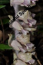 Gewöhnliche Schuppenwurz, Lathraea squamaria, Lathraea squamaria, Gewöhnliche Schuppenwurz, Orobanchaceae, Habitus blühend, auf Corylus avellana, Hasel, Haselnuss Kauf von 02894_lathraea_squamaria_dsc_0164.jpg
