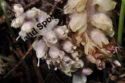 Gewöhnliche Schuppenwurz, Lathraea squamaria, Lathraea squamaria, Gewöhnliche Schuppenwurz, Orobanchaceae, Habitus blühend, auf Corylus avellana, Hasel, Haselnuss Kauf von 02894_lathraea_squamaria_dsc_0165.jpg