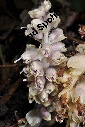 Gewöhnliche Schuppenwurz, Lathraea squamaria, Lathraea squamaria, Gewöhnliche Schuppenwurz, Orobanchaceae, Habitus blühend, auf Corylus avellana, Hasel, Haselnuss Kauf von 02894_lathraea_squamaria_dsc_0166.jpg