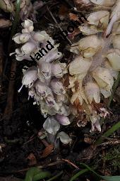 Gewöhnliche Schuppenwurz, Lathraea squamaria, Lathraea squamaria, Gewöhnliche Schuppenwurz, Orobanchaceae, Habitus blühend, auf Corylus avellana, Hasel, Haselnuss Kauf von 02894_lathraea_squamaria_dsc_0169.jpg
