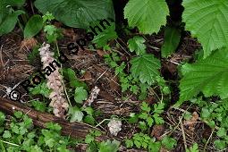 Gewöhnliche Schuppenwurz, Lathraea squamaria, Lathraea squamaria, Gewöhnliche Schuppenwurz, Orobanchaceae, Habitus blühend, auf Corylus avellana, Hasel, Haselnuss Kauf von 02894_lathraea_squamaria_dsc_0882.jpg