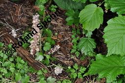 Gewöhnliche Schuppenwurz, Lathraea squamaria, Lathraea squamaria, Gewöhnliche Schuppenwurz, Orobanchaceae, Habitus blühend, auf Corylus avellana, Hasel, Haselnuss Kauf von 02894_lathraea_squamaria_dsc_0883.jpg