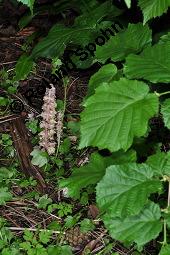 Gewöhnliche Schuppenwurz, Lathraea squamaria, Lathraea squamaria, Gewöhnliche Schuppenwurz, Orobanchaceae, Habitus blühend, auf Corylus avellana, Hasel, Haselnuss Kauf von 02894_lathraea_squamaria_dsc_0884.jpg