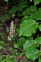 Gewhnliche Schuppenwurz, Lathraea squamaria, Lathraea squamaria, Gewhnliche Schuppenwurz, Orobanchaceae, Habitus blhend, auf Corylus avellana, Hasel, Haselnuss Kauf von 02894_lathraea_squamaria_dsc_0884.jpg