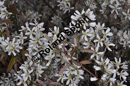 Kupfer-Felsenbirne, Amelanchier lamarckii, Rosaceae, Amelanchier lamarckii, Kupfer-Felsenbirne, Blühend Kauf von 02928_amelanchier_lamarckii_dsc_3446.jpg