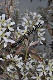 Kupfer-Felsenbirne, Amelanchier lamarckii, Rosaceae, Amelanchier lamarckii, Kupfer-Felsenbirne, Blühend Kauf von 02928_amelanchier_lamarckii_dsc_3450.jpg