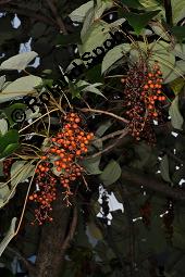 Orangenkirsche, Idesia polycarpa, Idesia polycarpa, Orangenkirsche, Flacourtiaceae, fruchtend Kauf von 02991_idesia_polycarpa_dsc_6688.jpg