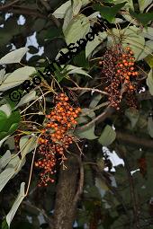 Orangenkirsche, Idesia polycarpa, Idesia polycarpa, Orangenkirsche, Flacourtiaceae, fruchtend Kauf von 02991_idesia_polycarpa_dsc_6690.jpg