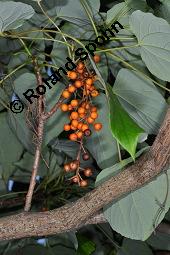Orangenkirsche, Idesia polycarpa, Idesia polycarpa, Orangenkirsche, Flacourtiaceae, fruchtend Kauf von 02991_idesia_polycarpa_dsc_6691.jpg