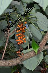 Orangenkirsche, Idesia polycarpa, Idesia polycarpa, Orangenkirsche, Flacourtiaceae, fruchtend Kauf von 02991_idesia_polycarpa_dsc_6692.jpg