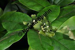 Smaragdblume, Deherainia smaragdina, Theophrastaceae, Deherainia smaragdina, Smaragdblume, Blhend Kauf von 02999_deherainia_smaragdina_dsc_1710.jpg