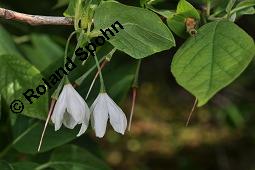 Carolina-Schneeglckchenbaum, Halesia carolina, Halesia carolina ssp. carolina, Halesia tetraptera, Halesia carolina, Halesia carolina ssp. carolina, Halesia tetraptera, Carolina-Schneeglckchenbaum, Styracaceae, fruchtend Kauf von 03005_halesia_carolina_dsc_4427.jpg