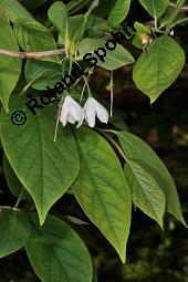 Carolina-Schneeglöckchenbaum, Halesia carolina, Halesia carolina ssp. carolina, Halesia tetraptera, Halesia carolina, Halesia carolina ssp. carolina, Halesia tetraptera, Carolina-Schneeglöckchenbaum, Styracaceae, fruchtend Kauf von 03005_halesia_carolina_dsc_4428.jpg