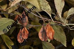 Carolina-Schneeglöckchenbaum, Halesia carolina, Halesia carolina ssp. carolina, Halesia tetraptera, Halesia carolina, Halesia carolina ssp. carolina, Halesia tetraptera, Carolina-Schneeglöckchenbaum, Styracaceae, fruchtend Kauf von 03005_halesia_carolina_dsc_7949.jpg