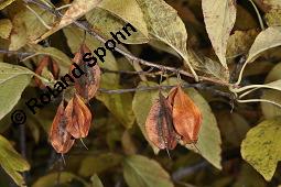 Carolina-Schneeglckchenbaum, Halesia carolina, Halesia carolina ssp. carolina, Halesia tetraptera, Halesia carolina, Halesia carolina ssp. carolina, Halesia tetraptera, Carolina-Schneeglckchenbaum, Styracaceae, fruchtend Kauf von 03005_halesia_carolina_dsc_7950.jpg