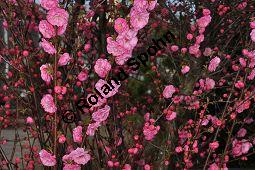 Mandelbäumchen, Prunus triloba, Rosaceae, Prunus triloba, Mandelbäumchen, Blühend Kauf von 03057_prunus_triloba_dsc_3358.jpg