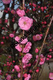 Mandelbäumchen, Prunus triloba, Rosaceae, Prunus triloba, Mandelbäumchen, Blühend Kauf von 03057_prunus_triloba_dsc_3359.jpg