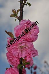 Mandelbäumchen, Prunus triloba, Rosaceae, Prunus triloba, Mandelbäumchen, Blühend Kauf von 03057_prunus_triloba_dsc_3360.jpg