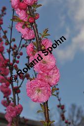 Mandelbäumchen, Prunus triloba, Rosaceae, Prunus triloba, Mandelbäumchen, Blühend Kauf von 03057_prunus_triloba_dsc_3361.jpg