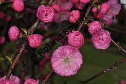 Mandelbäumchen, Prunus triloba, Rosaceae, Prunus triloba, Mandelbäumchen, Blühend Kauf von 03057_prunus_triloba_dsc_3363.jpg