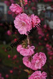 Mandelbäumchen, Prunus triloba, Rosaceae, Prunus triloba, Mandelbäumchen, Blühend Kauf von 03057_prunus_triloba_dsc_3364.jpg