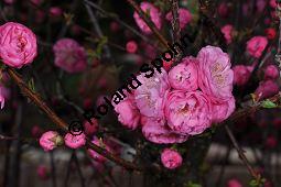 Mandelbäumchen, Prunus triloba, Rosaceae, Prunus triloba, Mandelbäumchen, Blühend Kauf von 03057_prunus_triloba_dsc_3365.jpg