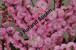 Mandelbäumchen, Prunus triloba, Rosaceae, Prunus triloba, Mandelbäumchen, Blühend Kauf von 03057_prunus_triloba_dsc_3397.jpg