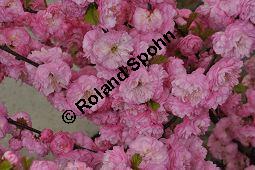 Mandelbäumchen, Prunus triloba, Rosaceae, Prunus triloba, Mandelbäumchen, Blühend Kauf von 03057_prunus_triloba_dsc_3399.jpg