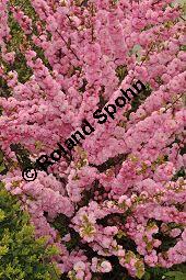 Mandelbumchen, Prunus triloba, Rosaceae, Prunus triloba, Mandelbumchen, Blhend Kauf von 03057_prunus_triloba_dsc_3404.jpg