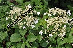 Kletter-Hortensie, Hydrangea anomala ssp. petiolaris, Hydrangea petiolaris, Hydrangea scandens, Hydrangea anomala ssp. petiolaris, Hydrangea petiolaris, Hydrangea scandens, Kletter-Hortensie, Hydrangeaceae, Blühend Kauf von 03062_hydrangea_anomala_petiolaris_dsc_4182.jpg