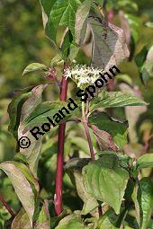 Blutroter Hartriegel, Roter Hornstrauch, Cornus sanguinea, Cornus sanguinea, Blutroter Hartriegel, Roter Hornstrauch, Cornaceae, Blattgallen, Blattgallen durch Gallmücke Craneiobia corni Kauf von 03070_cornus_sanguinea_dsc_0247.jpg