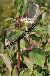 Blutroter Hartriegel, Roter Hornstrauch, Cornus sanguinea, Cornus sanguinea, Blutroter Hartriegel, Roter Hornstrauch, Cornaceae, Blattgallen, Blattgallen durch Gallmcke Craneiobia corni Kauf von 03070_cornus_sanguinea_dsc_0248.jpg