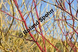 Weißer Hartriegel, Tatarischer Hartriegel, Conus alba, Cornus tatarica, Cornaceae, Cornus alba, Cornus tatarica, Weißer Hartriegel, Tatarischer Hartriegel, Zweig Kauf von 03071_cornus_alba_dsc_1965.jpg