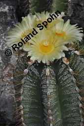 Geschmückter Sternkaktus, Astrophytum ornatum, Astrophytum ornatum, Geschmückter Sternkaktus, Cactaceae, Blütenausschnitt Kauf von 03075_astrophytum_ornatum_dsc_5041.jpg