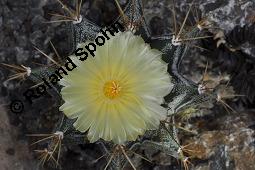 Geschmckter Sternkaktus, Astrophytum ornatum, Astrophytum ornatum, Geschmckter Sternkaktus, Cactaceae, Bltenausschnitt Kauf von 03075_astrophytum_ornatum_dsc_5042.jpg