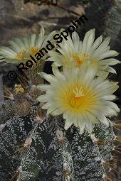 Geschmückter Sternkaktus, Astrophytum ornatum, Astrophytum ornatum, Geschmückter Sternkaktus, Cactaceae, Blütenausschnitt Kauf von 03075_astrophytum_ornatum_dsc_5043.jpg