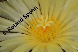 Geschmückter Sternkaktus, Astrophytum ornatum, Astrophytum ornatum, Geschmückter Sternkaktus, Cactaceae, Blütenausschnitt Kauf von 03075_astrophytum_ornatum_dsc_5053.jpg