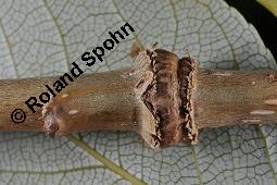 Balsam-Pappel, Groblttrige Balsampappel, Indianerpappel, Populus balsamifera, Populus candicans, Populus tacamahacca, Populus balsamifera, Populus candicans, Populus tacamahacca, Balsam-Pappel, Groblttrige Balsampappel, Indianerpappel, Salicaceae, Ringelung, berwallung nach stngelumfassender Ringelung durch Keulhornblattwespe Cimbex lutea Kauf von 03110_populus_balsamifera_dsc_4591.jpg