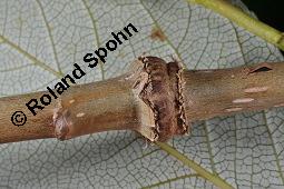 Balsam-Pappel, Großblättrige Balsampappel, Indianerpappel, Populus balsamifera, Populus candicans, Populus tacamahacca, Populus balsamifera, Populus candicans, Populus tacamahacca, Balsam-Pappel, Großblättrige Balsampappel, Indianerpappel, Salicaceae, Ringelung, Überwallung nach stängelumfassender Ringelung durch Keulhornblattwespe Cimbex lutea Kauf von 03110_populus_balsamifera_dsc_4592.jpg