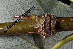 Balsam-Pappel, Großblättrige Balsampappel, Indianerpappel, Populus balsamifera, Populus candicans, Populus tacamahacca, Populus balsamifera, Populus candicans, Populus tacamahacca, Balsam-Pappel, Großblättrige Balsampappel, Indianerpappel, Salicaceae, Ringelung, Überwallung nach stängelumfassender Ringelung durch Keulhornblattwespe Cimbex lutea Kauf von 03110_populus_balsamifera_dsc_4593.jpg