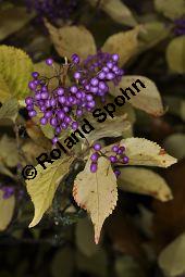 Schönfruchtiger Liebesperlenstrauch, Schönfrucht, Callicarpa bodinieri var. giraldii, Callicarpa giraldii, Verbenaceae, Callicarpa bodinieri var. giraldii, Callicarpa giraldii, Schönfruchtiger Liebesperlenstrauch, Schönfrucht, fruchtend Kauf von 03123_callicarpa_bodinieri_giraldii_dsc_1004.jpg
