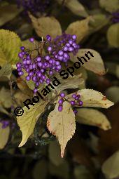 Schnfruchtiger Liebesperlenstrauch, Schnfrucht, Callicarpa bodinieri var. giraldii, Callicarpa giraldii, Verbenaceae, Callicarpa bodinieri var. giraldii, Callicarpa giraldii, Schnfruchtiger Liebesperlenstrauch, Schnfrucht, fruchtend Kauf von 03123_callicarpa_bodinieri_giraldii_dsc_1004.jpg