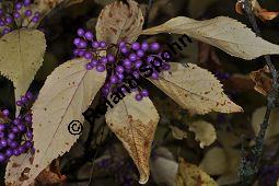 Schönfruchtiger Liebesperlenstrauch, Schönfrucht, Callicarpa bodinieri var. giraldii, Callicarpa giraldii, Verbenaceae, Callicarpa bodinieri var. giraldii, Callicarpa giraldii, Schönfruchtiger Liebesperlenstrauch, Schönfrucht, fruchtend Kauf von 03123_callicarpa_bodinieri_giraldii_dsc_1005.jpg